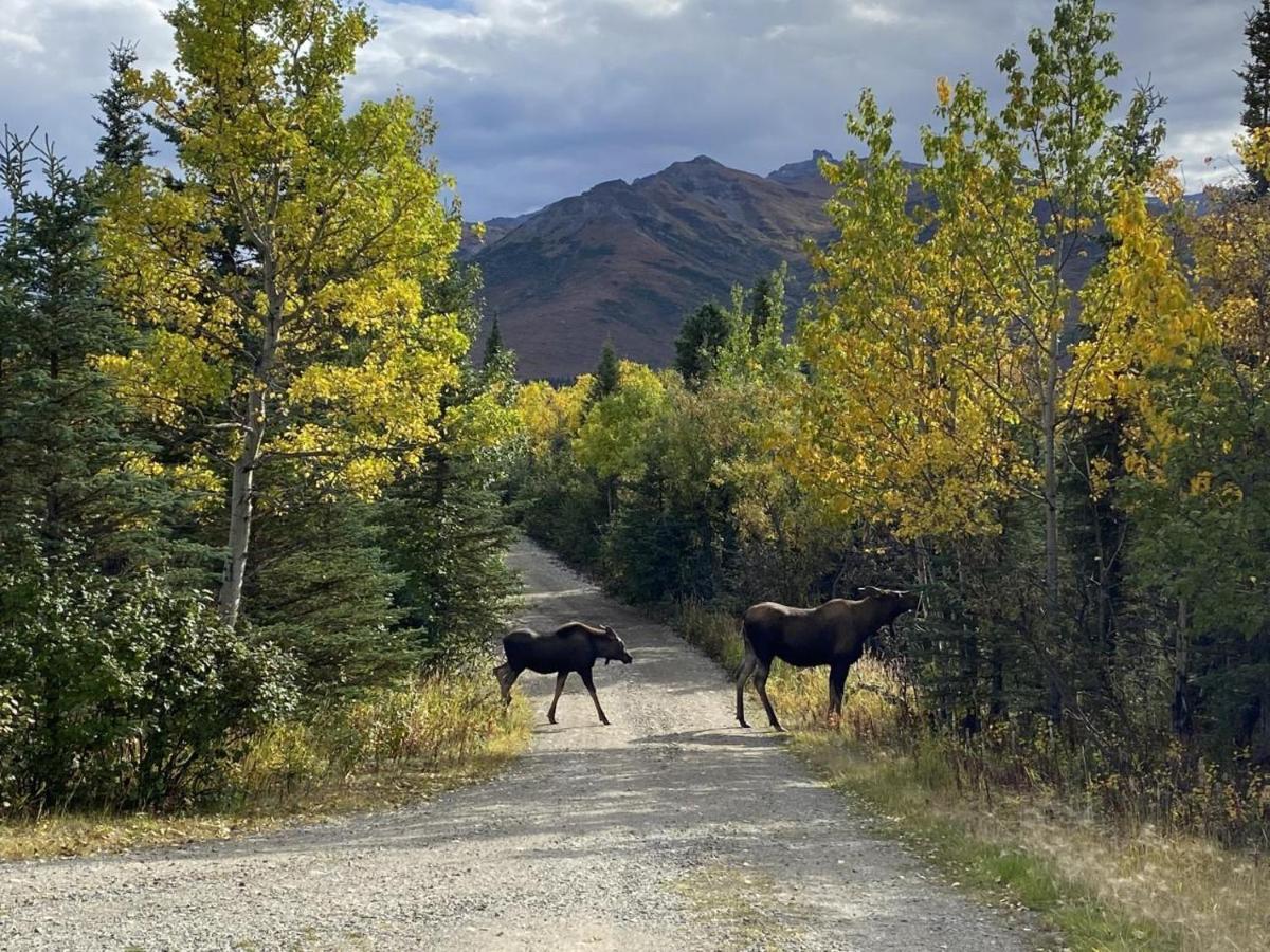 Denali Park View Family Log Cabin Εξωτερικό φωτογραφία